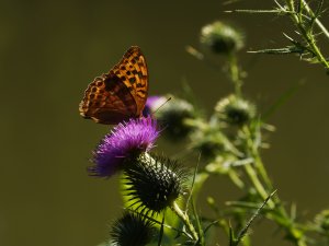 Argynnis paphia 3.jpg