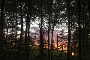 Wald 1.jpg Wald 1.jpg