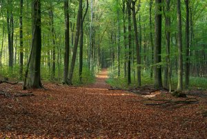 Wald 2.jpg Wald 2.jpg