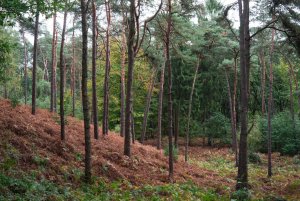 Wald 3.jpg Wald 3.jpg