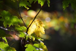 IMGP4933.jpg IMGP4933.jpg