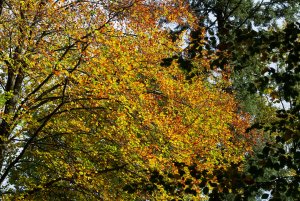 IMGP4931.jpg IMGP4931.jpg