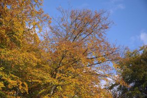 IMGP5320.jpg IMGP5320.jpg