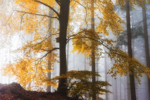 für Fotoforum-2.jpg