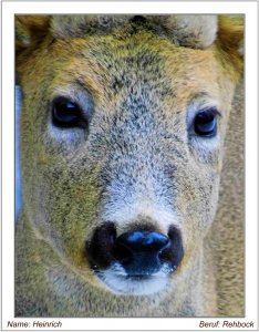 Name Heinrich, Beruf Rehbock.jpg