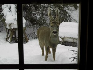 Heinrich schaut durchs Fenster.jpg