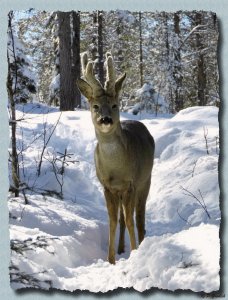 Heinrich kommt zum Essen.jpg