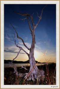 Toter Baum am Lossen .jpg