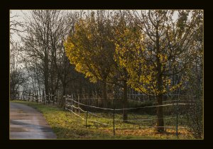 Herbst 10 025GROSSBLDFOR.jpg