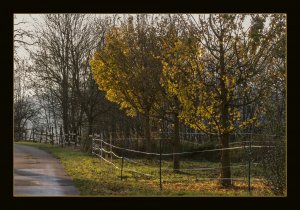 Herbst 10 025GROSSBLDFOR.jpg