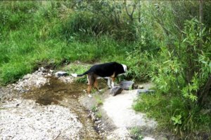 Electro 35 GS012.jpg