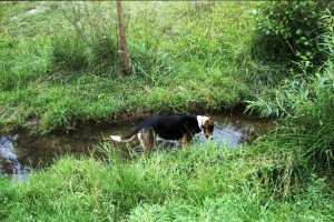 Electro 35 GS013.jpg