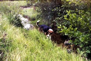 Electro 35 GS015.jpg