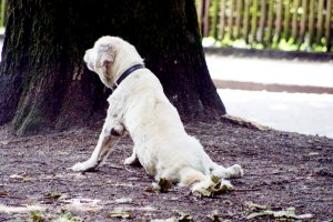 Alt und gebrechlich.jpg