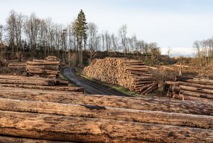 für Fotoforum-2.jpg