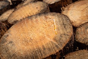 für Fotoforum-3.jpg