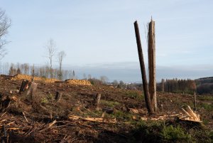 für Fotoforum-4.jpg