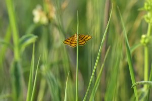 Goldgelbe Magerrasen-Zwergspanner (Idaea aureolaria).jpg