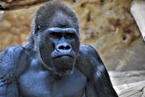 Massa62-1.jpg Massa62-1.jpg