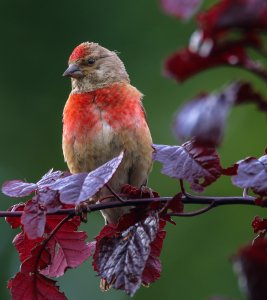 Canon EOS 70D107056.JPG