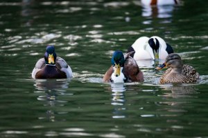 comp_DSC00878.jpg comp_DSC00878.jpg