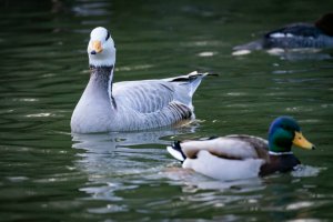 comp_DSC00879.jpg comp_DSC00879.jpg