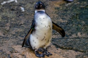 comp_DSC00894.jpg comp_DSC00894.jpg