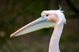 comp_DSC00915.jpg comp_DSC00915.jpg