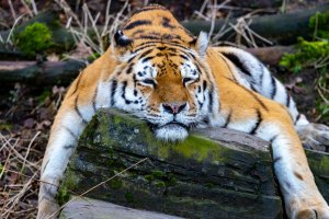 comp_DSC00923.jpg comp_DSC00923.jpg