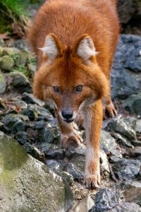 comp_DSC00975.jpg comp_DSC00975.jpg