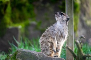 comp_DSC01066.jpg comp_DSC01066.jpg