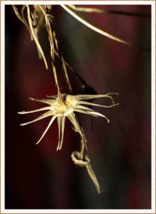 Schöne Blumenleiche.jpg