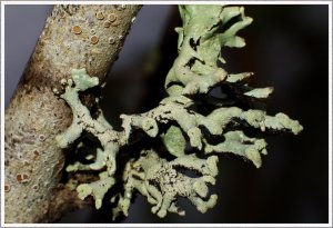 Flechten ohne Ende II.jpg