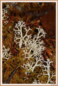 Rentierflechte, Cladonia rangiferina.jpg