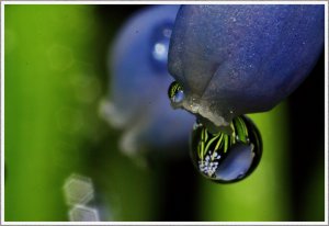 Hyazinthe Bilderforum.jpg