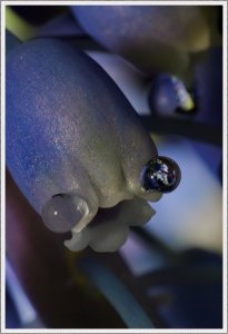 Hyazinthe II Bilderforum.jpg