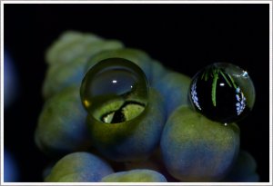 Hyazinthe III Bilderforum.jpg