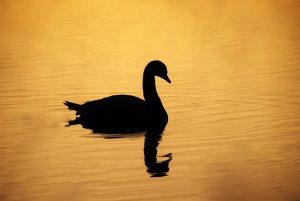 schwan.jpg