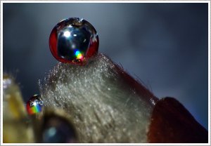 Tropfen auf Weidenkätzchen II.jpg