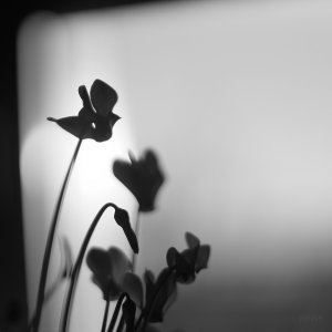 fb DSC03590crsw Nex5r + Yash DS 1,4 50mm (c) PPf.jpg