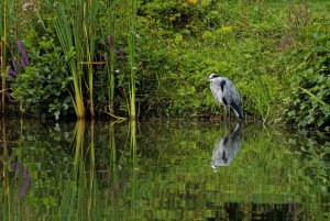 Graureiher.jpg