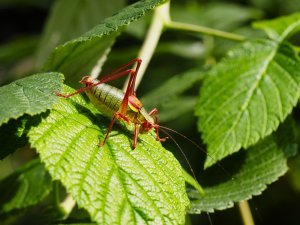 Laubholz-Säbelschrecke (Barbitistes serricauda).jpg