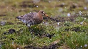 _MG_1258.jpg _MG_1258.jpg