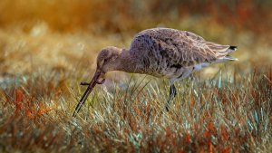 _MG_0219-1500.jpg _MG_0219-1500.jpg