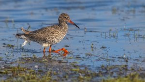 _MG_0503-1500.jpg _MG_0503-1500.jpg