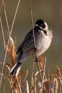 _MG_0627.jpg _MG_0627.jpg