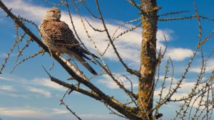 _MG_1363.jpg _MG_1363.jpg