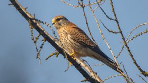 _MG_1338.jpg _MG_1338.jpg