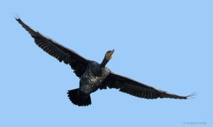 Kormoran freigestellt.jpg Kormoran freigestellt.jpg