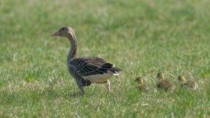 Eins plus drei....jpg